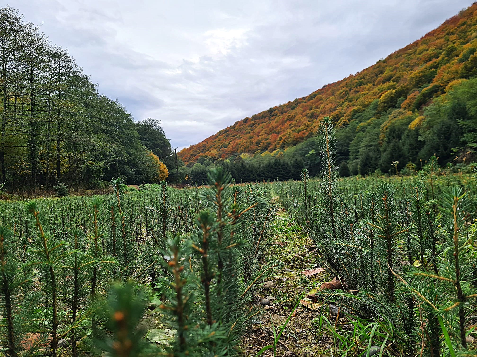 Romania’s forestry authority Romsilva puts 16,000 Christmas trees up for sale